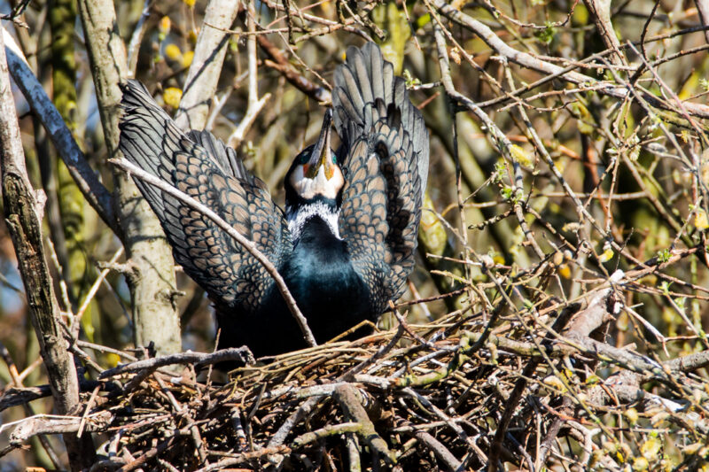 Grand Cormoran sur son nid